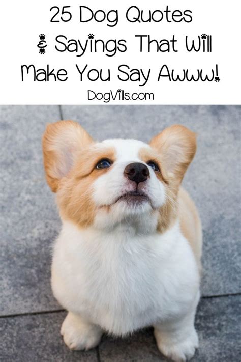 25 Cute Dog Quotes And Sayings That Will Make You Saw Aww