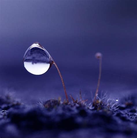 40 Macro Photography Of Water Drops Water Drop Photography Macro