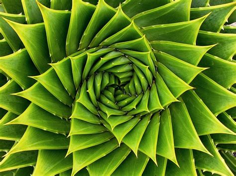 Green Spiral Spirals In Nature Patterns In Nature Fractals In Nature