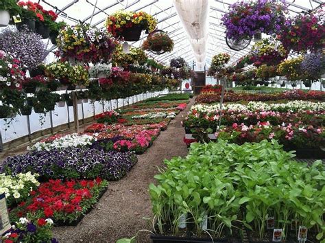 Growing Plants In A Greenhouse Suitable Plants For