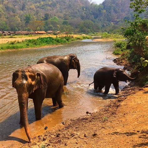 3 Things To Know Before You Visit An Elephant Sanctuary In Thailand