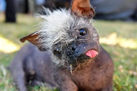 17 Year Old Chinese Crested Named As Worlds Ugliest Dog The