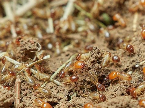 Its Termite Swarming Season Blog Termite Control Nc