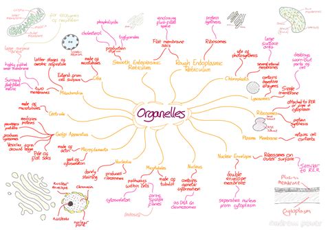 Organelles Cell Biology Biology Notes Cell Biology Notes