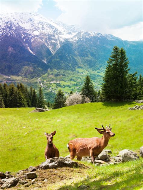 Deer On The Mountain Pasture Stock Image Image Of Deer Green 33483577