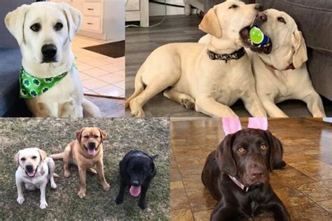 Things Only Labrador Owners Say And Go