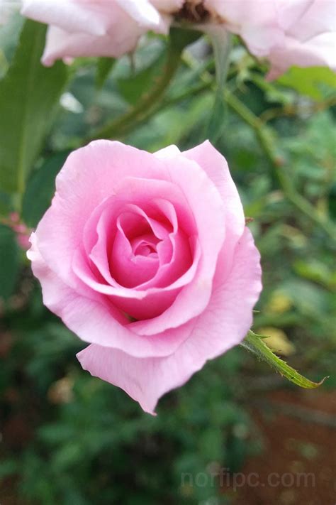 Planetas y estrellas por doquier. Fotos de flores y rosas para fondos de pantalla del ...