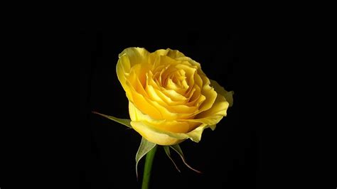 Yellow Rose Flower Image Hd Best Flower Site