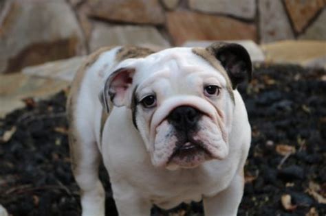 English Bulldog Health Problems And Issues Canna Pet®