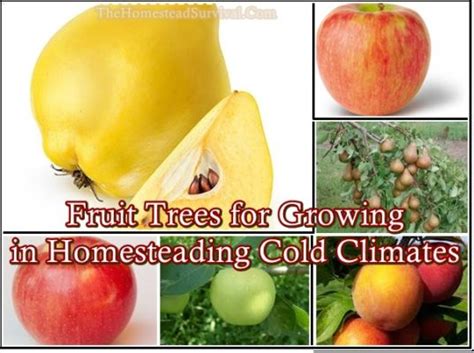 Fruit Trees For Growing In Homesteading Cold Climates The Homestead