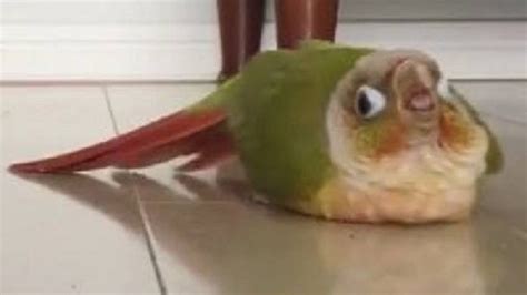 Cutesypooh Funny Parrots Funny Birds Birbs