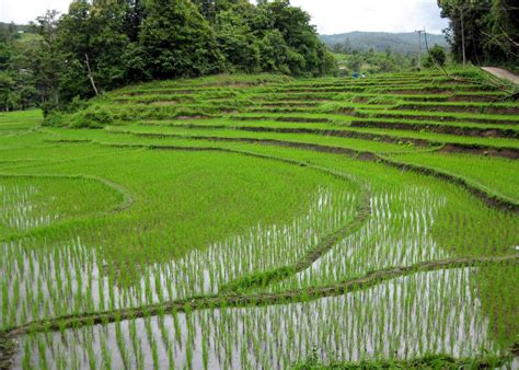 Filerice Fields Chiang Mai