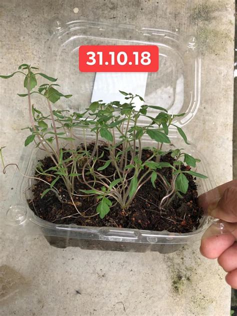 Periuk tanah untuk tanam uri. Mudahnya Tanam Pokok Tomato Ceri Hanya 3 Langkah Jer, 4 ...