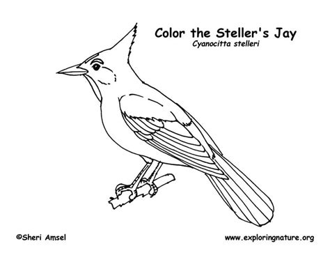 Love birds coloring page meet the nyasa lovebird, also known as lilian's lovebird, one of the smallest parrots in africa! Jay (Stellar's) Coloring Page