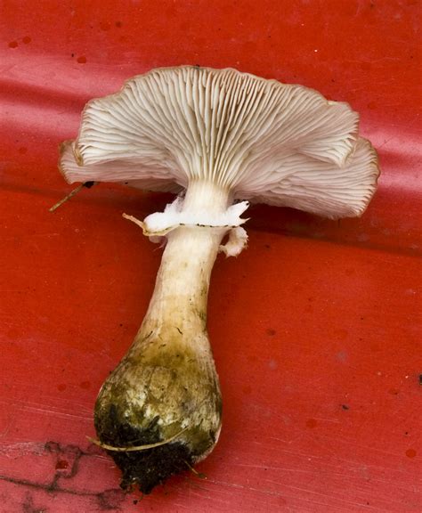 Do not eat any mushrooms you aren't 100% sure are safe. The 3 Foragers: Foraging for Wild, Natural, Organic Food ...
