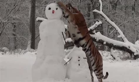 4 Amur Tigers Maul Snowmencalvin And Hobbes Comes To Life Unofficial