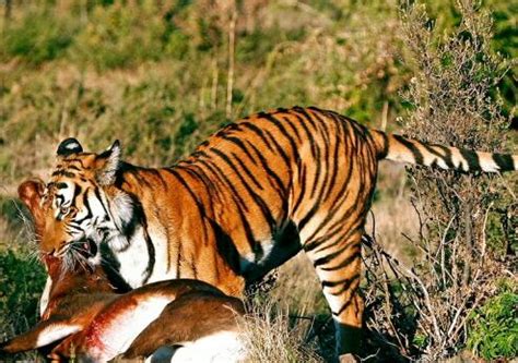 Beberapa jenis kandang merpati beserta ukurannya. Wisata Ternak Kandang Macan - Bksda Jateng Tangkap Macan ...