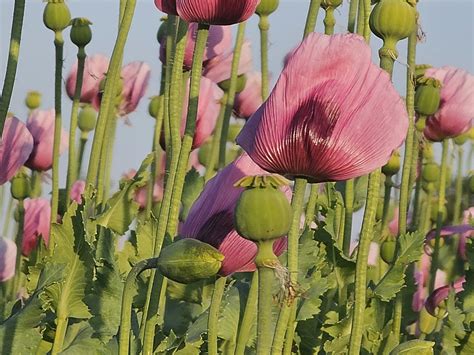 Mohn lila: Fly me to the Mohn.... 😉 - Brackenheim