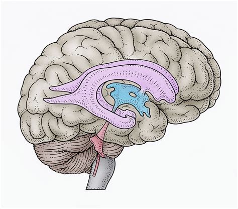 Brain Ventricles Location And Role