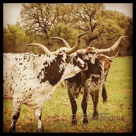 10 Reasons To Want Texas Longhorn Cattle