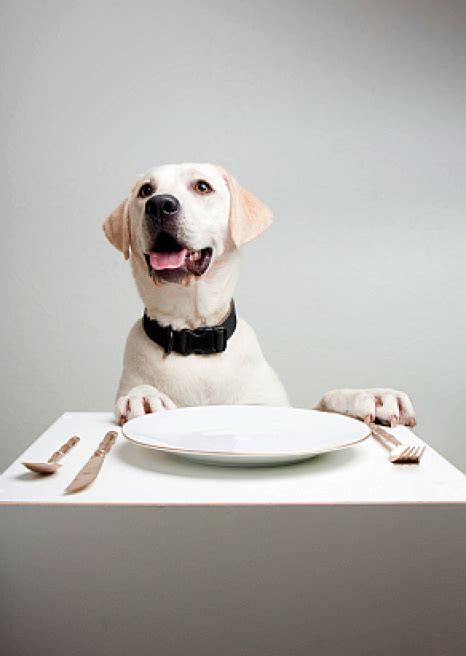 Most human foods are safe for dogs, just don't feed them any chocolate. Will eating human food turn my pooch into a chow hound ...