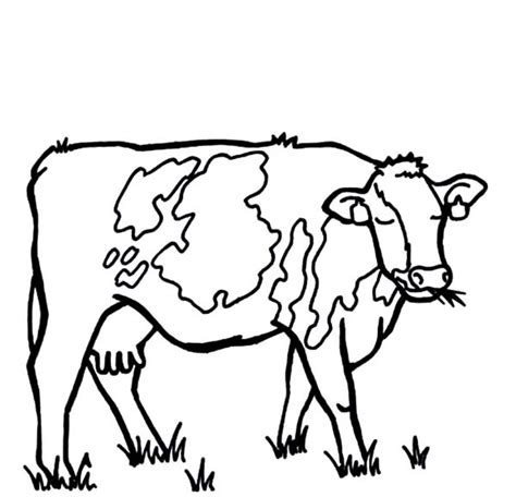 Outline Of Cow Free Download On Clipartmag
