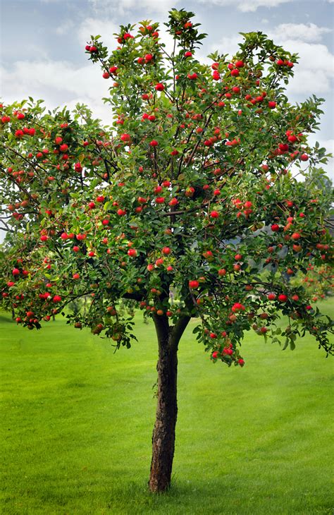 This photo is about sad, the background, wallpaper. A Brief History of the Apple Tree