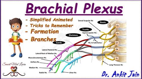 Brachial Plexus Anatomy Simplified Roots Trunks Divisions