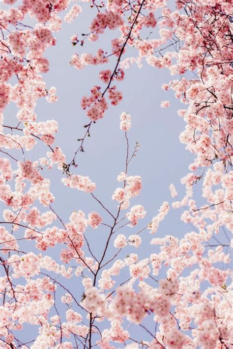 Cherry Blossom Tree Aesthetic Wallpaper