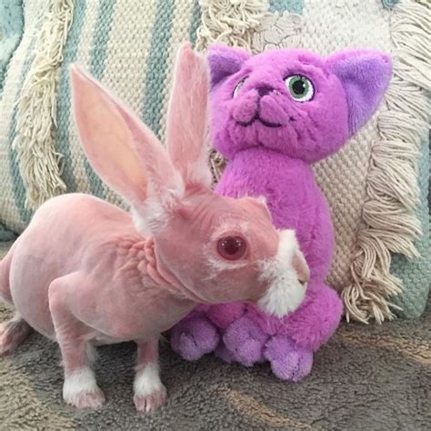 Meet Mr Bigglesworth The Hairless Bunny Lipstick Alley