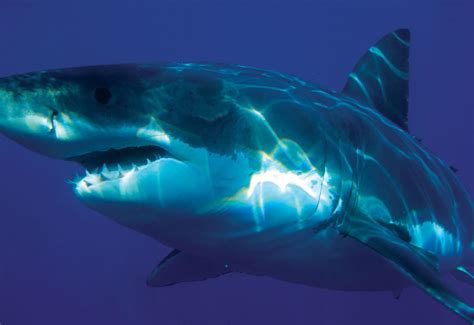 Ocean Dwellers Norfolk Islands Sharks Discover Norfolk Island