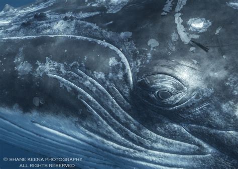 Humpback whales are cetaceans that appear in the lion guard universe. Eye to eye with a humpback whale calf. Taken underwater ...