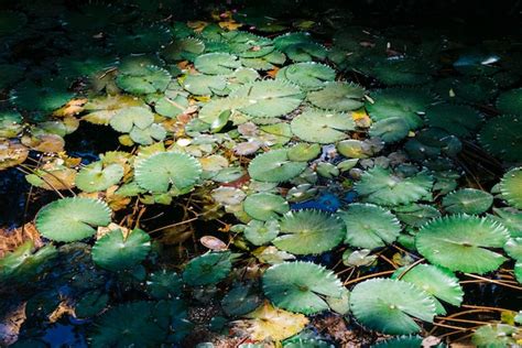 Premium Photo Water Lillies Nymphaeaceae In Tropical Rainforest