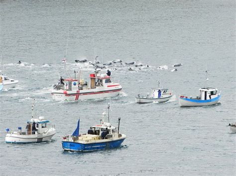 Boats Driving A Pod Of Pilot Whales Into A Bay Of Suðuroy In 2012 File