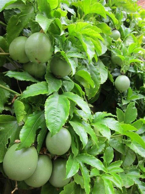 “passion Fruit” Farming Guide Oxfarm Organic Ltd