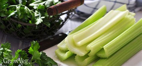 Growing Celery From Sowing To Harvest