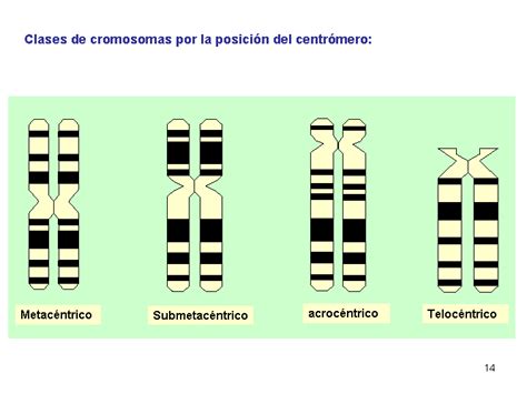 Los Cromosomas El Cuerpo De Nuestra Información Genética Gori Gori