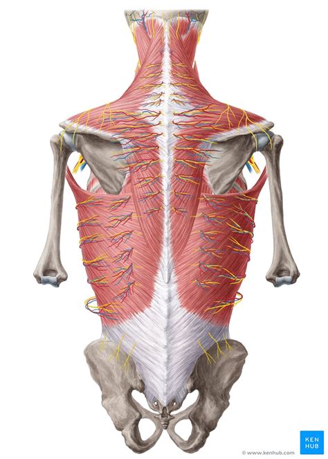 Anatomy Of Female Human Body From The Back Medical Body
