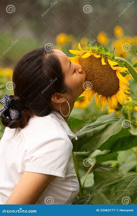 The Girl Kiss Sunflower Stock Image Image Of Cheery 23463177