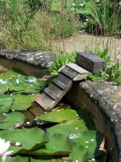 How to make a bog garden from an existing pond. Hedgehog pond ladder | Pond, Ponds backyard, Bog garden