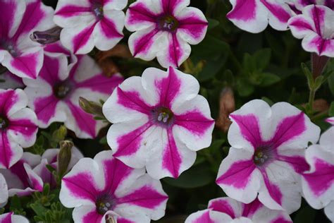 Logga in för att titta på foton och videor från vänner och upptäcka nya konton. Supertunia® Lovie Dovie™ Petunia (Petunia 'BBTUN91601') in ...