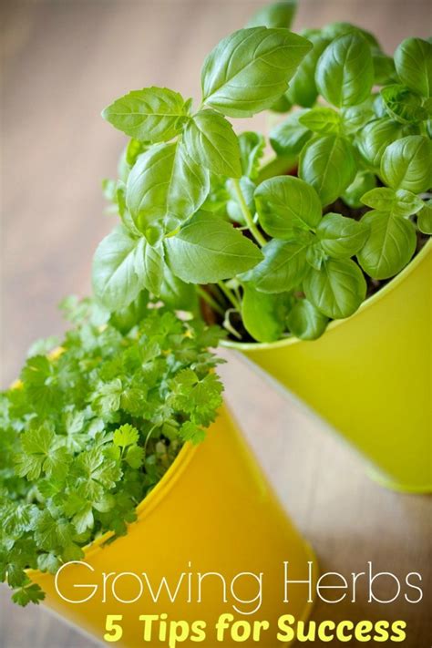 How To Grow Your Own Herb Garden Suburbia Unwrapped
