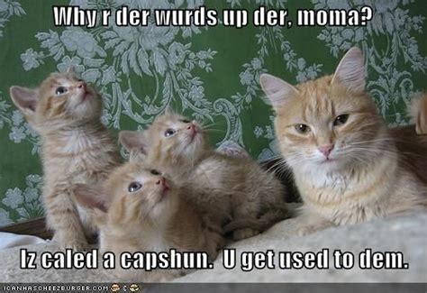 Funny Cat Pictures With Captions Funny Pictures Mom Cat
