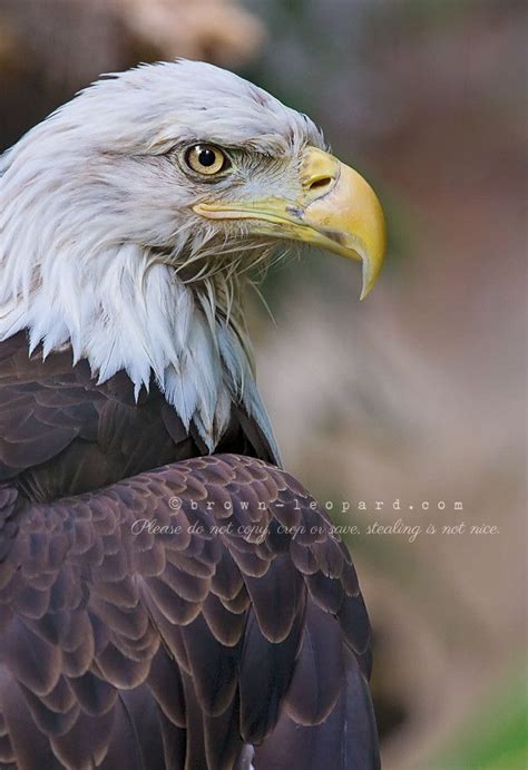 From Bronx Zoo Bronx Zoo Zoo Bald Eagle