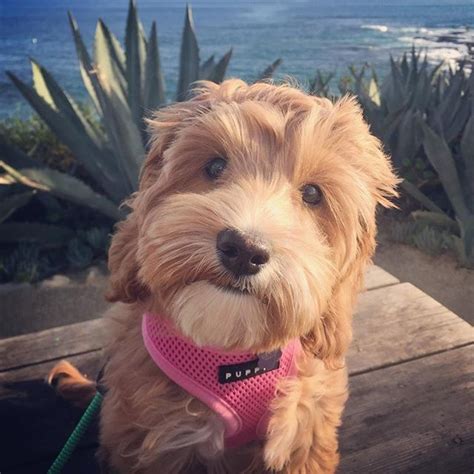 Graci is the cutest little labradoodle puppy. Labradoodle: Labrador Retriever + Poodle | Retriever puppy ...
