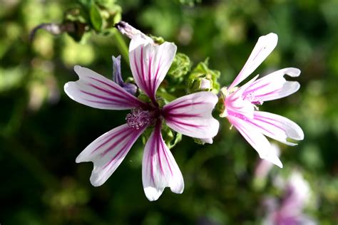 Ooty botanical gardens, nilgiris, tamil nadu, india used for: Zebra Mallow Flower Malva Sylvestris Picture | Free ...
