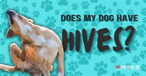 Does My Dog Have Hives Sit Means Sit Hawaii
