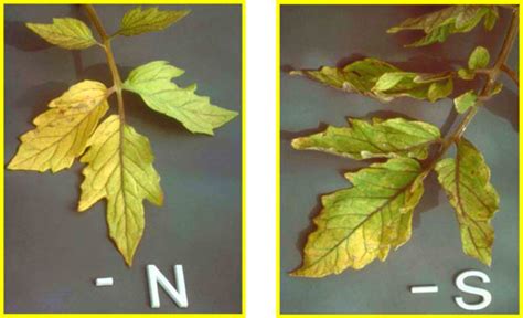 The use of nitrogen fertilizers contributes significantly to the proper growth and development of tomato plants, with significant gains in the production of fruit. Setora nitens: Defisiensi Unsur Hara