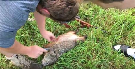 How to trap a groundhog. What are some ways to kill a groundhog in the yard?