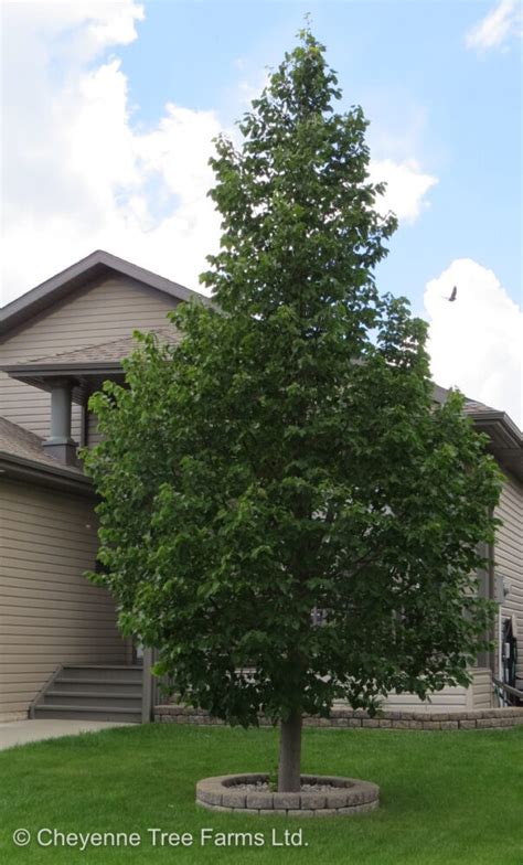 Linden Dropmore Cheyenne Tree Farm Trees Shrubs Perennials